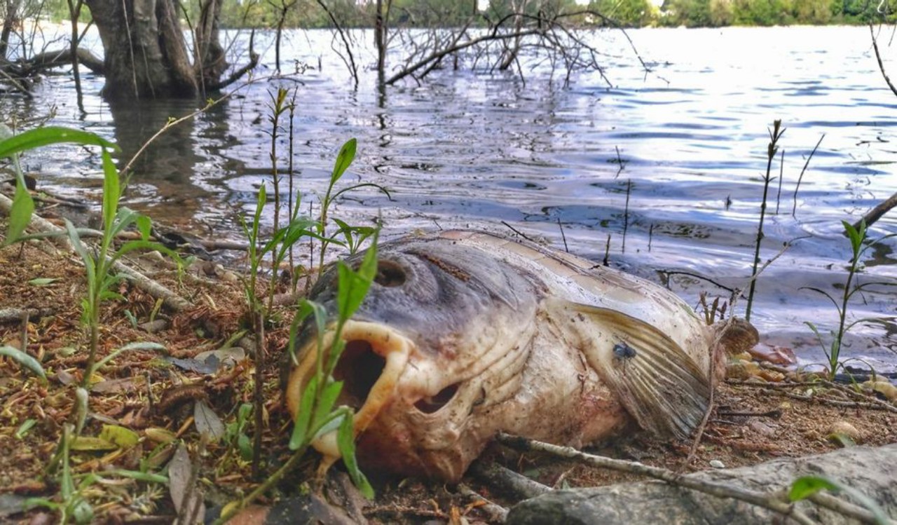 C Te D Ivoire Des Poissons Morts Sur Les Rives De La Lagune Ebri