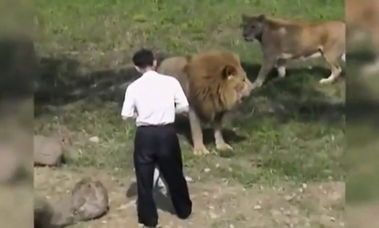 Chen Hong Hen, un malade mental, s'est introduit dans un rempli de lion pour les évangéliser. Il a été violemment attaqué par ceux-ci. .