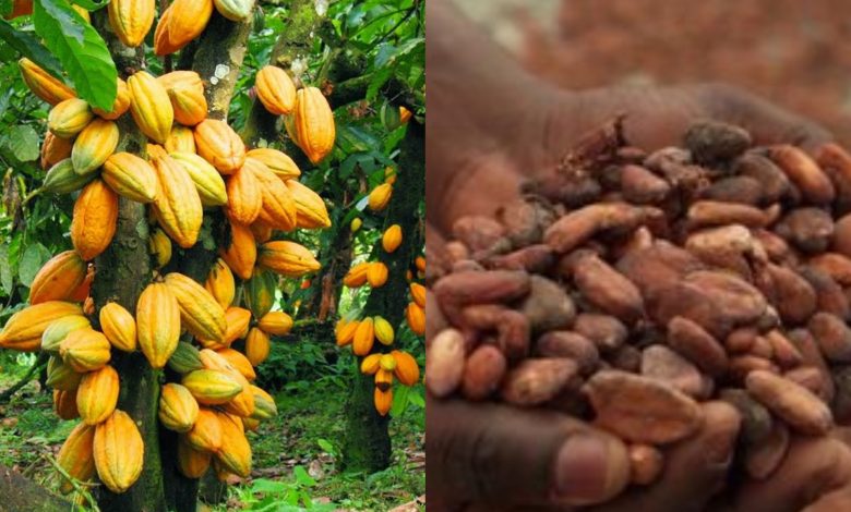 Image d'illustration cacao