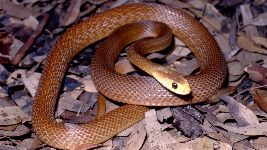 Le serpent Taipan 