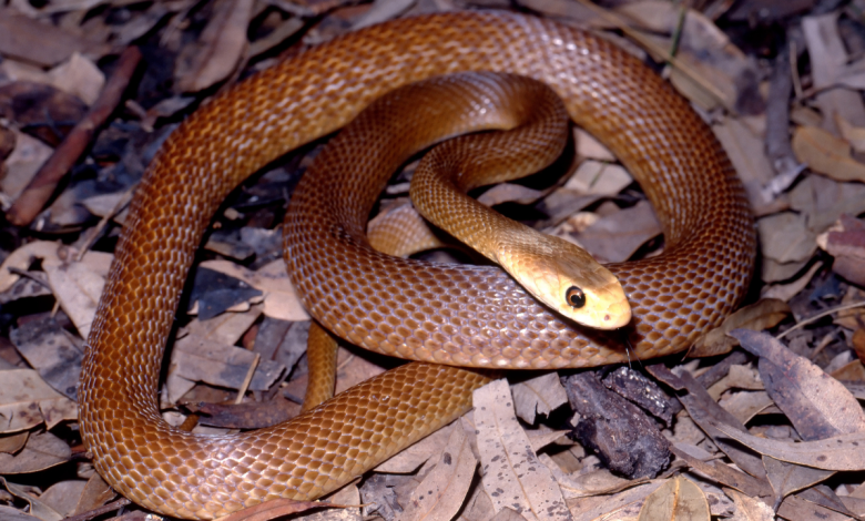 Le serpent Taipan